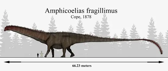 how big was Amphicoelias 