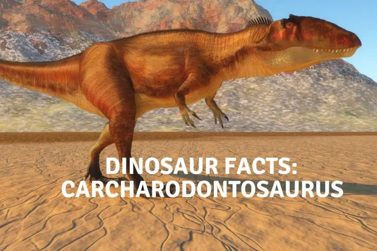 Dinosaur Facts: Carcharodontosaurus