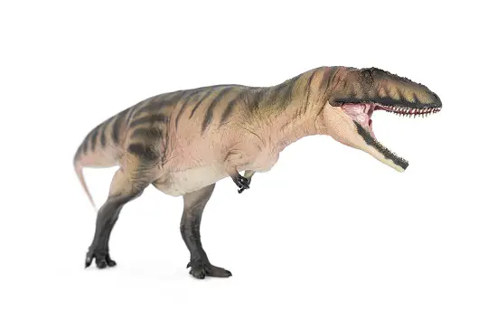 Carcharodontosaurus facts
Dinosaur Names Beginning With C