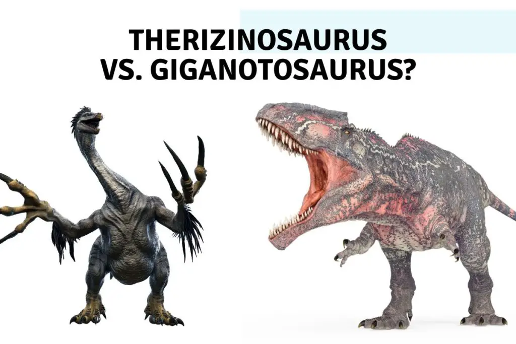 Could A Therizinosaurus Kill A Giganotosaurus.
therizinosaurus Vs. giganotosaurus 