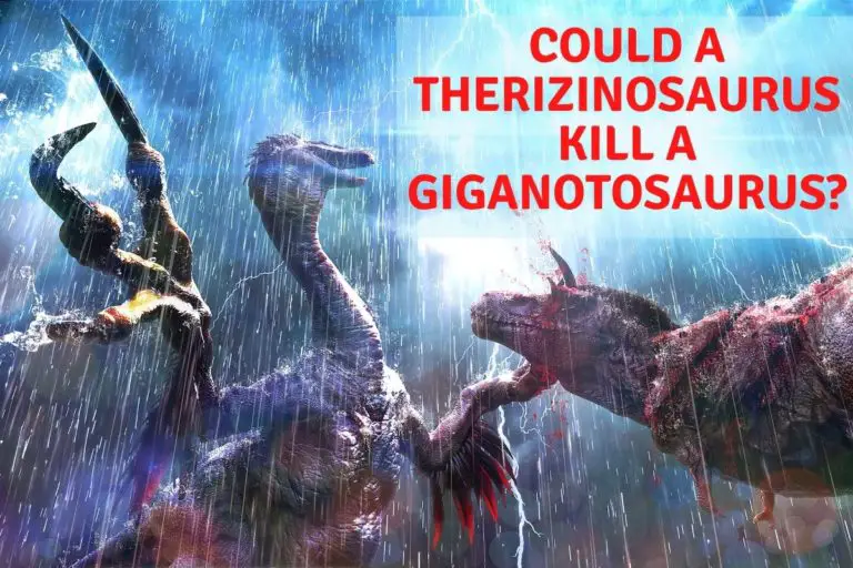 Could A Therizinosaurus Kill A Giganotosaurus.