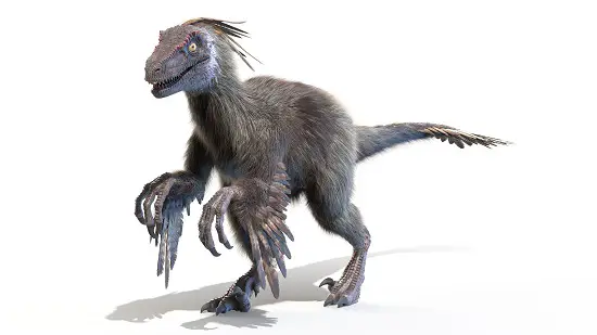 did velociraptor have thumbs
