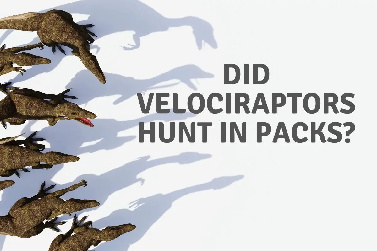 Did Velociraptors Hunt In Packs
