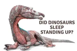 Did dinosaurs sleep standing up (2)
