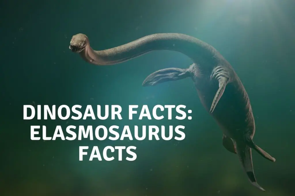 Dinosaur Facts Elasmosaurus Facts