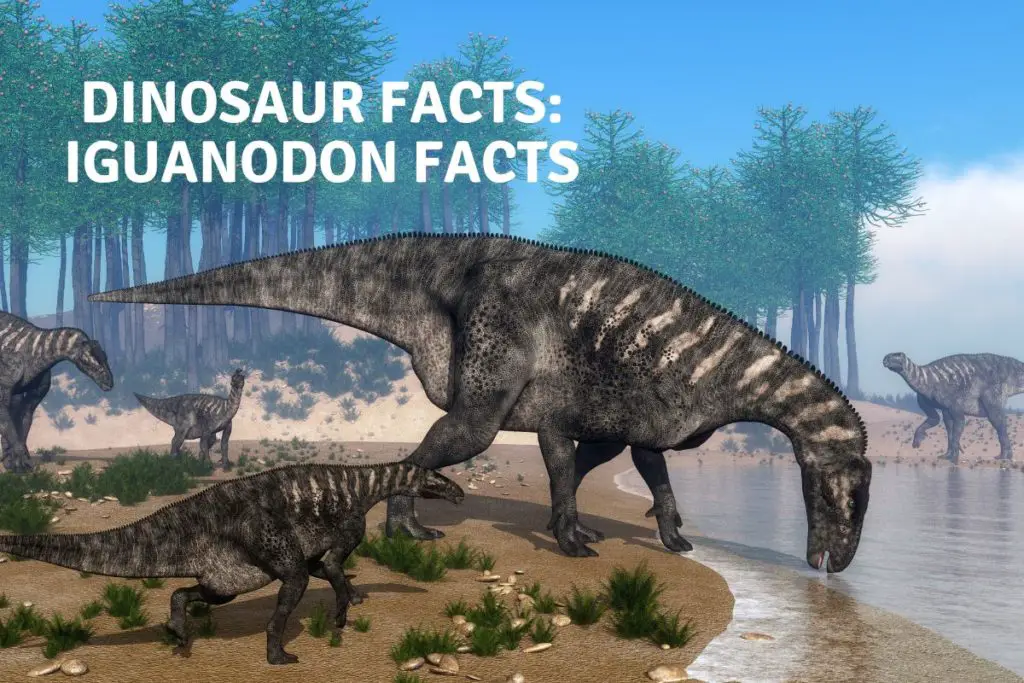 Dinosaur Facts Iguanodon Facts