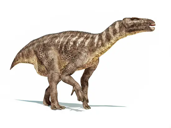 iguanodon 4 legs, 2 legs, first dinosaur qantasaurus 