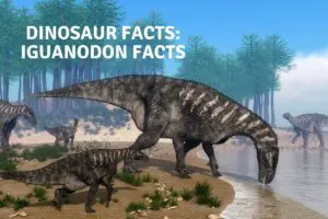 Dinosaur Facts Iguanodon Facts