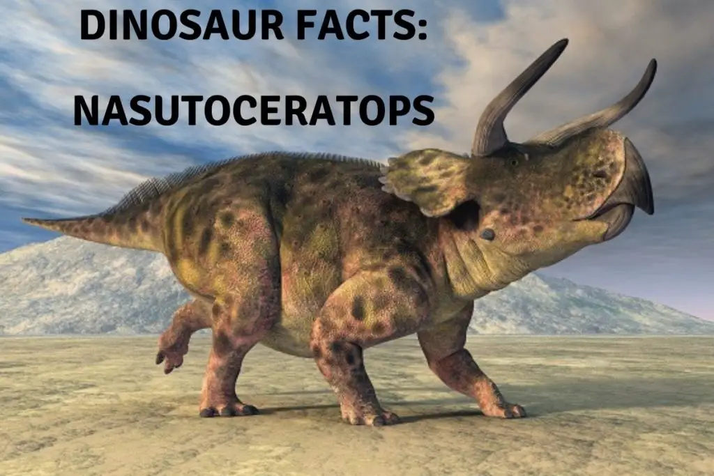 Dinosaur Facts Nasutoceratops Facts