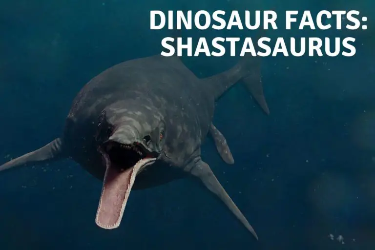 Dinosaur Facts: Shastasaurus