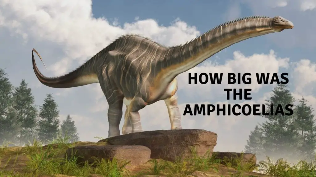 How Big Was The Amphicoelias