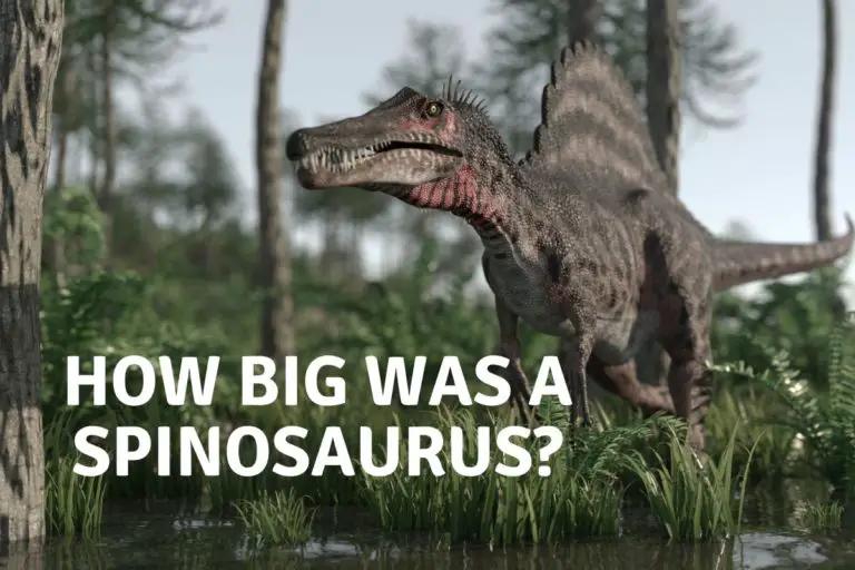 How Big Was a Spinosaurus?