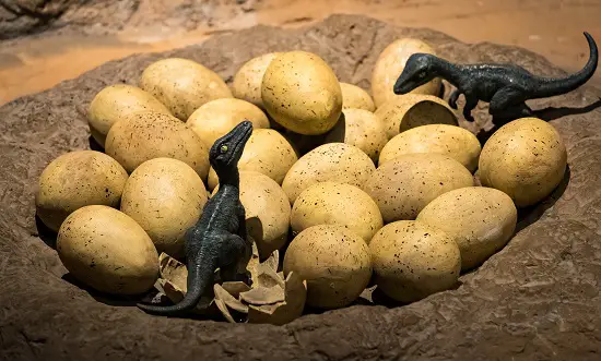 How Big Were Dinosaur Eggs