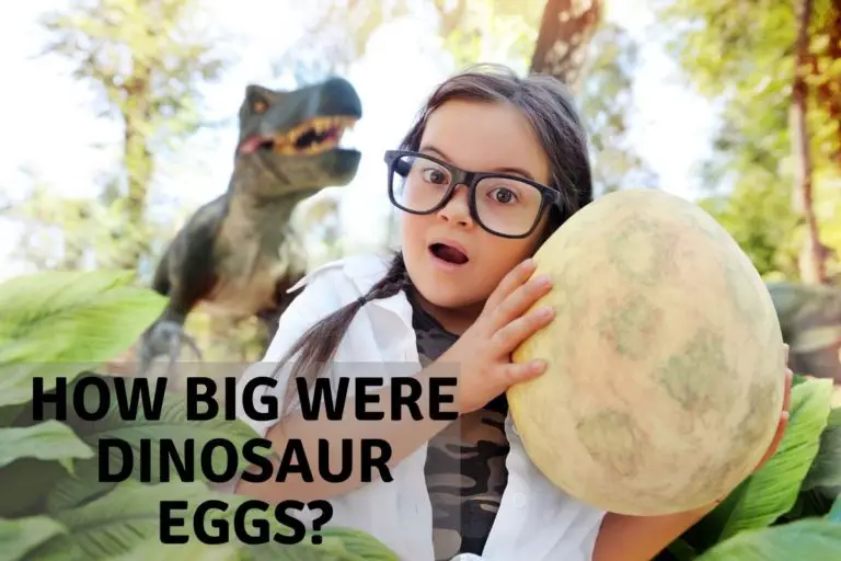 How Big Were Dinosaur Eggs?
