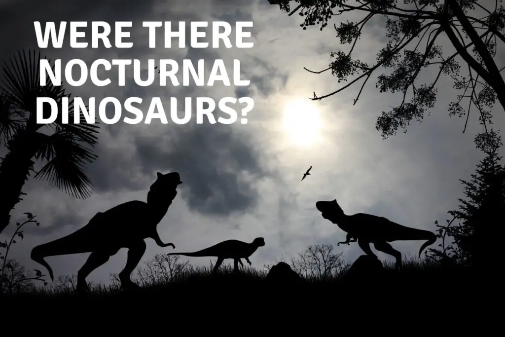 Where There Nocturnal Dinosaurs