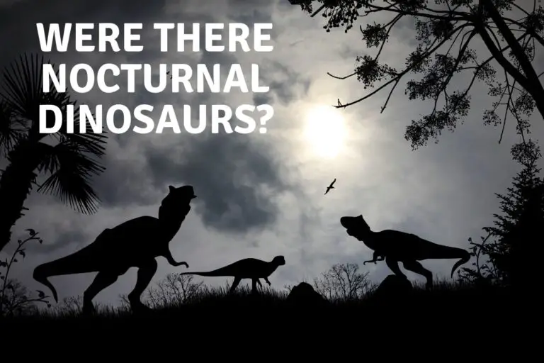 Were There Nocturnal Dinosaurs?