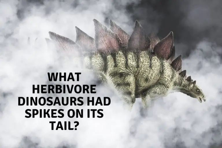 What Herbivore Dinosaurs Had Spikes On Its Tail?