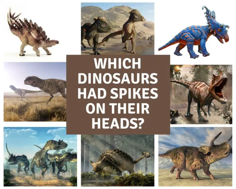 Which Dinosaurs Had Spikes on their Heads?