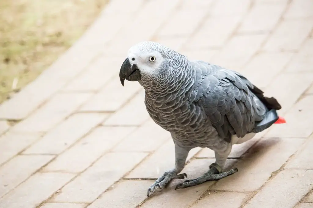 closeup-shot-grey-parrot-standing-ground