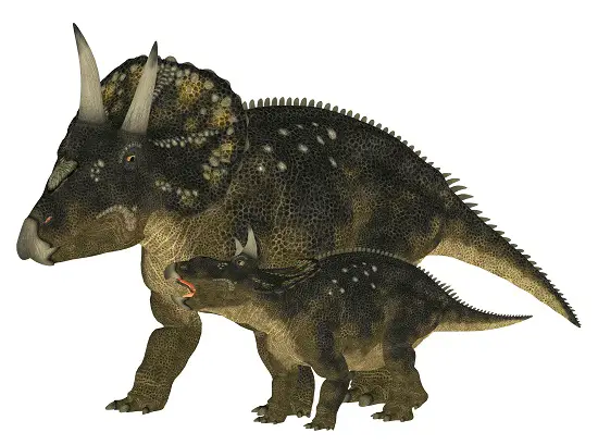 How big was triceratops baby, horned dinosaur babies, triceratops baby size