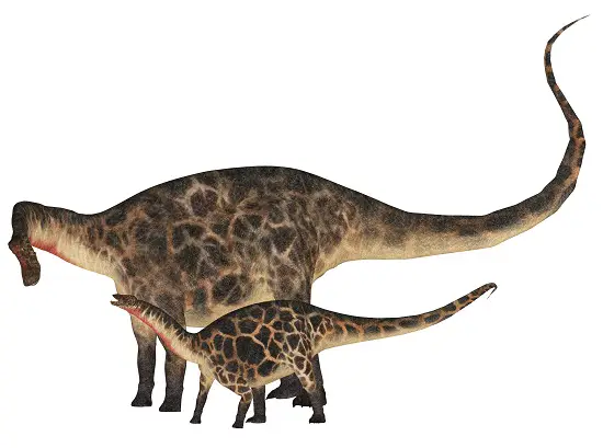 How big were sauropod babies, brachiosaurus, argentinosaurus, barosaurus, apatosaurus, dreadnoughtus
Ohmdenosaurus small
