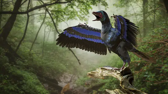 most popular dinosaur - Archaeopteryx 