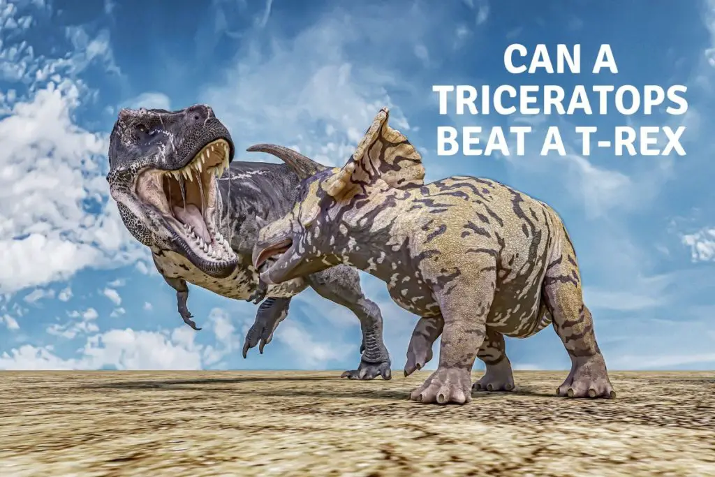 Can A Triceratops Kill A T-Rex - Dinosaur Facts For Kids
