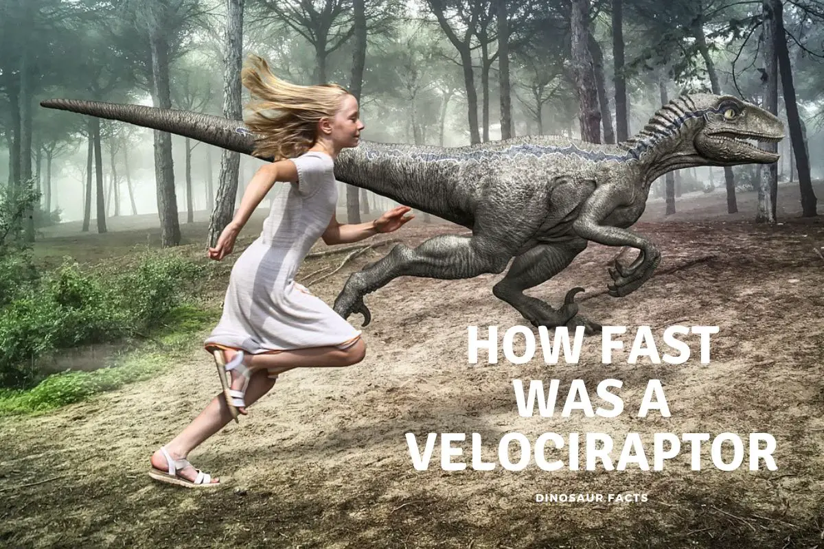 How Fast Was a Velociraptor