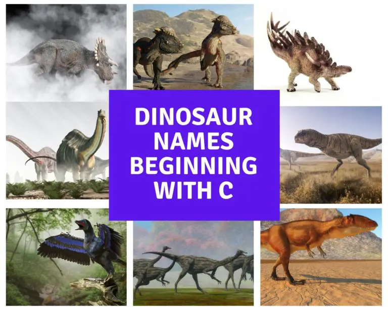 Dinosaur Names Beginning With C