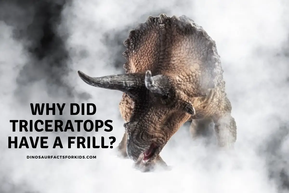 What was the purpose of the triceratops frill