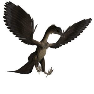 Archaeopteryx Facts - Dinosaur Facts For Kids