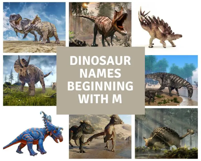 Dinosaur Names Beginning With M