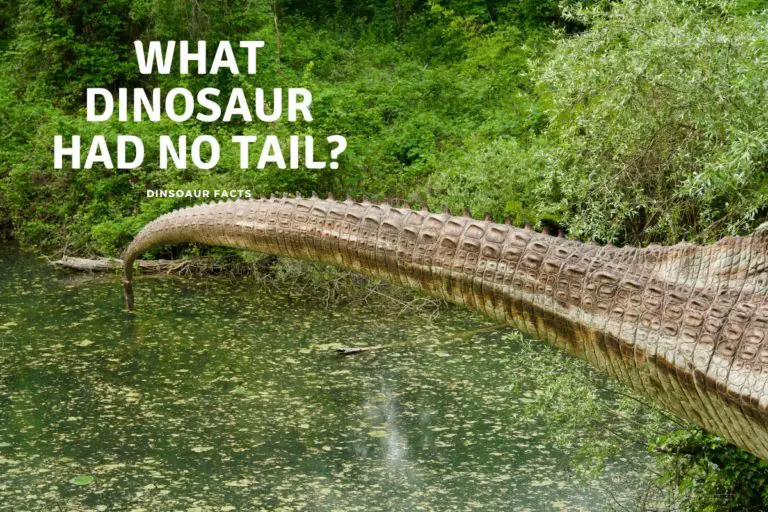 What Dinosaur Had No Tail?