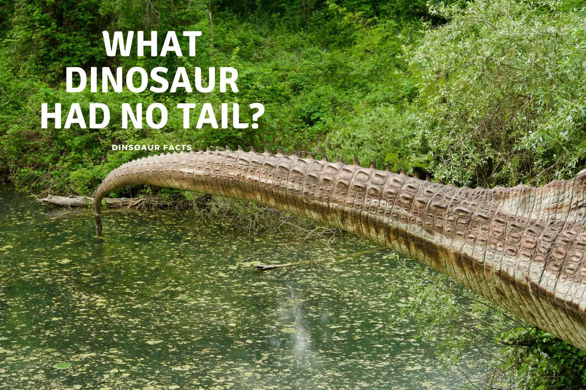 What Dinosaur Had No Tail