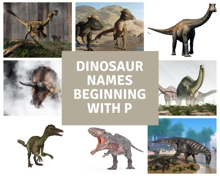 Dinosaur Names Beginning With P