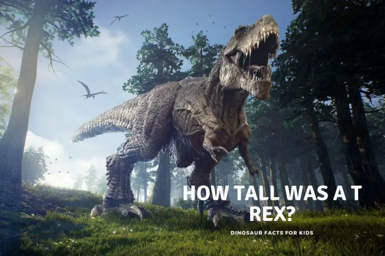 How Tall Was a T Rex?
