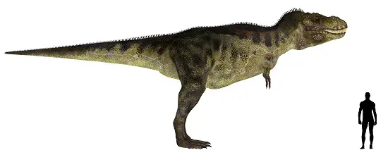 How tall was a t rex