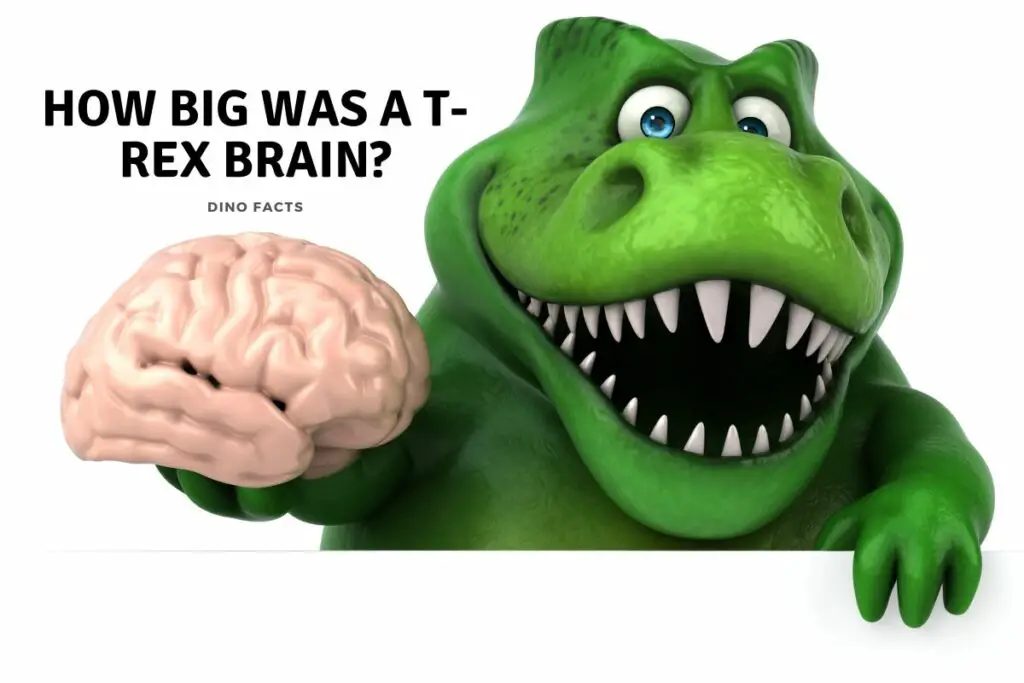 how-big-was-a-t-rex-brain-dinosaur-facts-for-kids