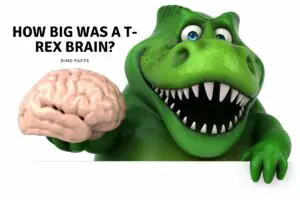 How Big Was a T-Rex Brain