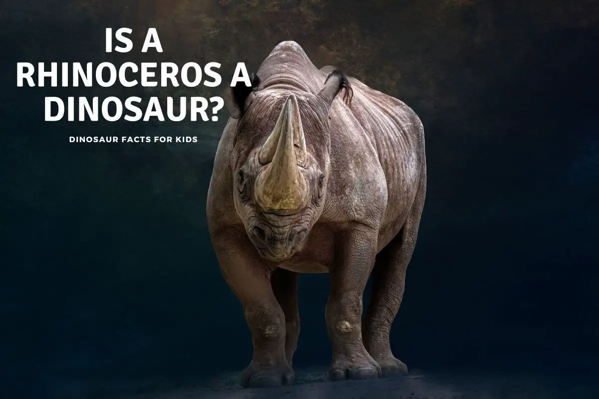 Is A Rhinoceros A Dinosaur? - Dinosaur Facts For Kids