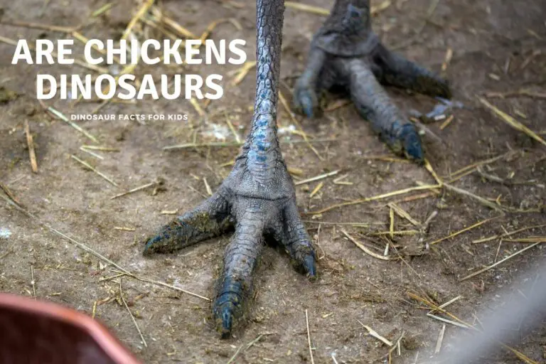 Are Chickens Dinosaurs?