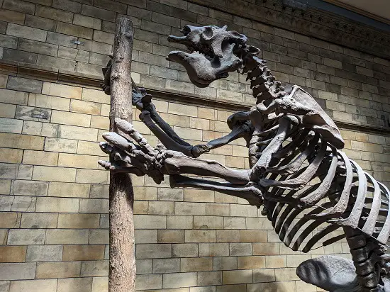 What Prehistoric Animals Did Cavemen Live with? ground sloth