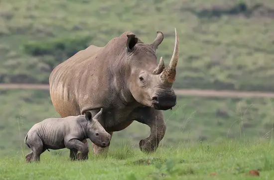 Is a Rhinoceros a Dinosaur