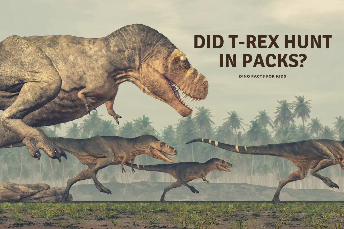 Did T Rex hunt in packs