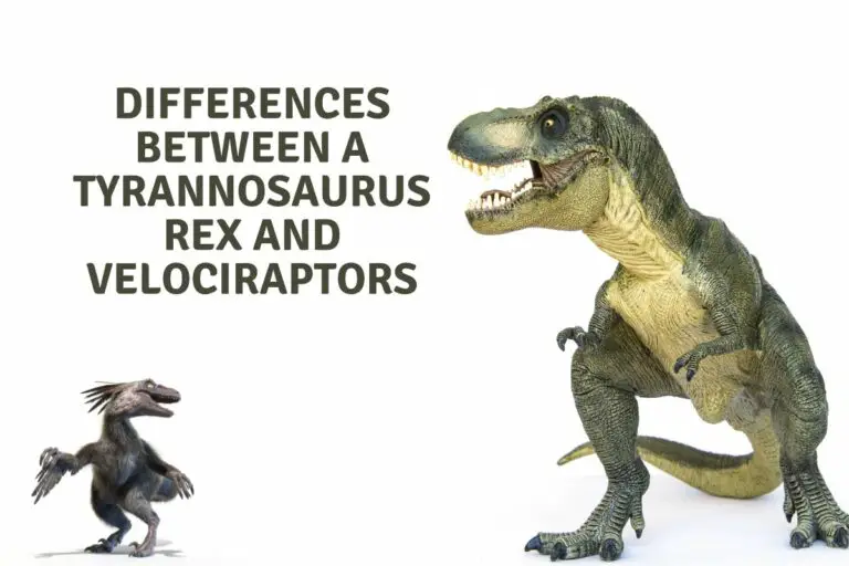 Differences between a Tyrannosaurus Rex and a Velociraptor