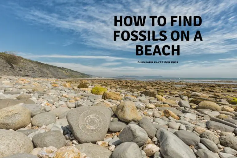 How To Find Fossils on the Beach?