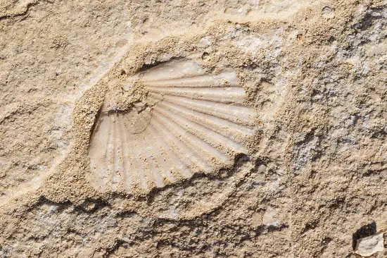 how to find fossils on a beach