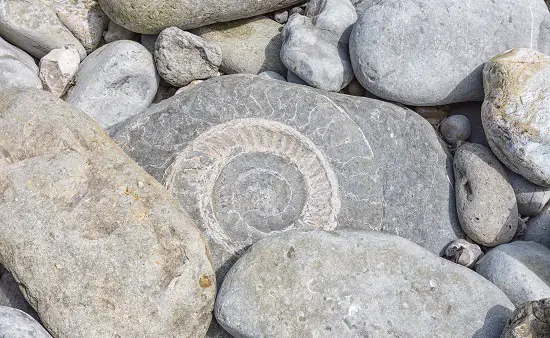 how to find fossils on a beach