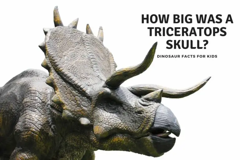 How Big Was A Triceratops Skull?