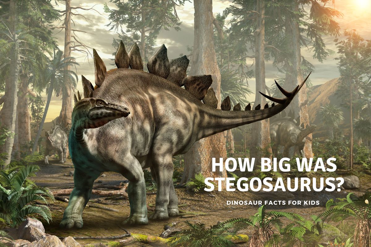 how big was a stegosaurus